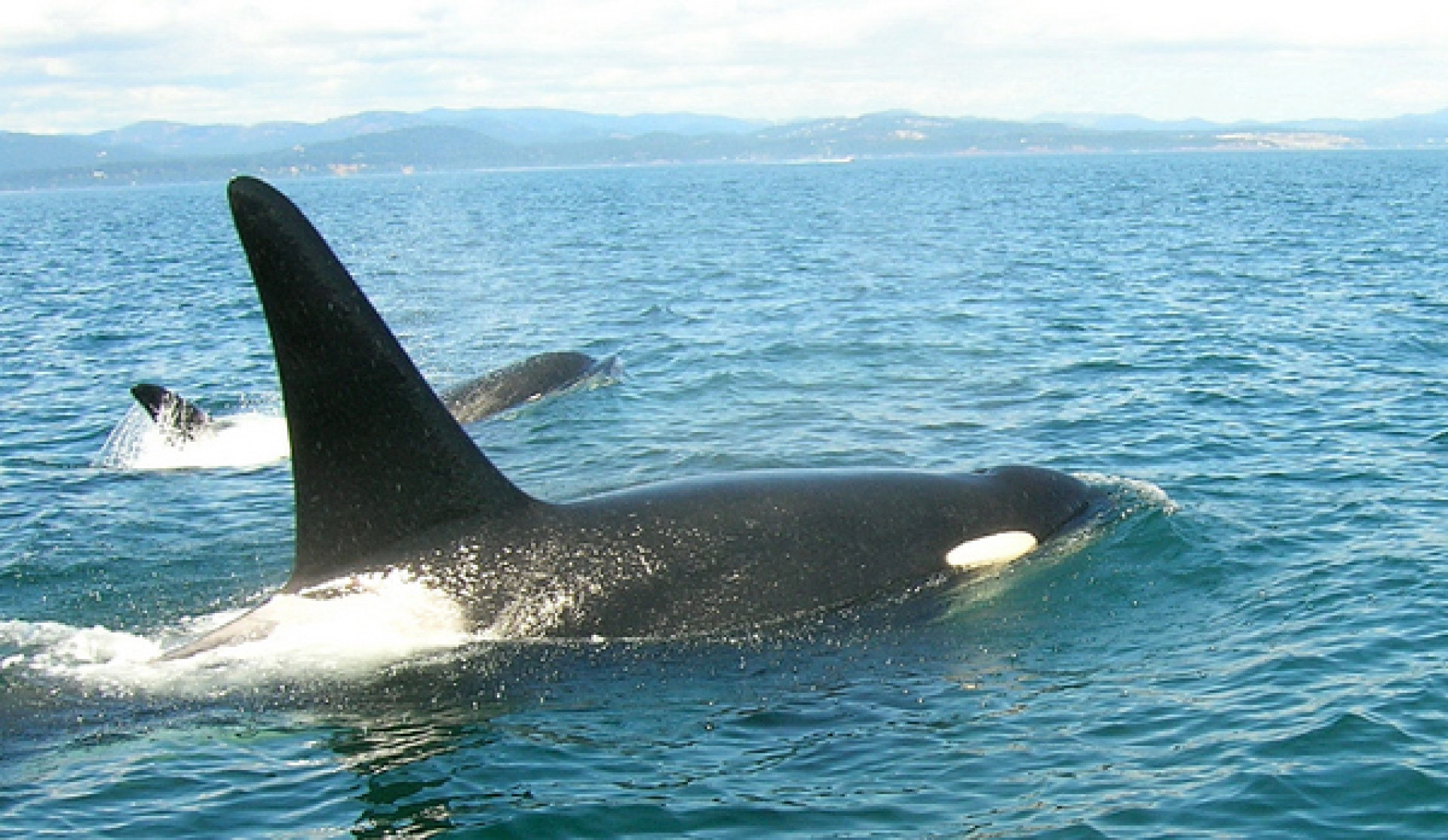 The killer whale: 6 facts about a powerful apex predator The killer whale: 6 facts about a powerful apex predator