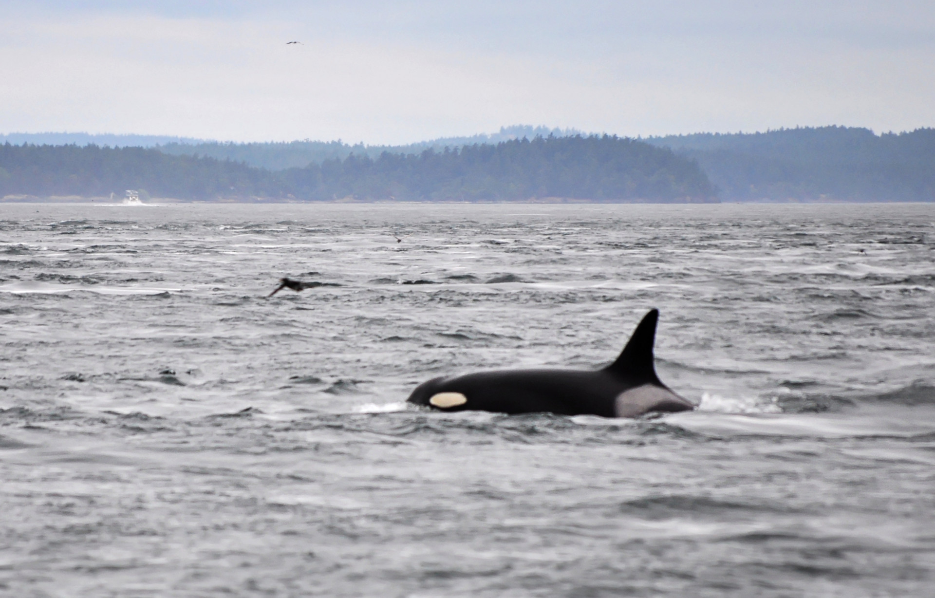 The killer whale: 6 facts about a powerful apex predator The killer whale: 6 facts about a powerful apex predator