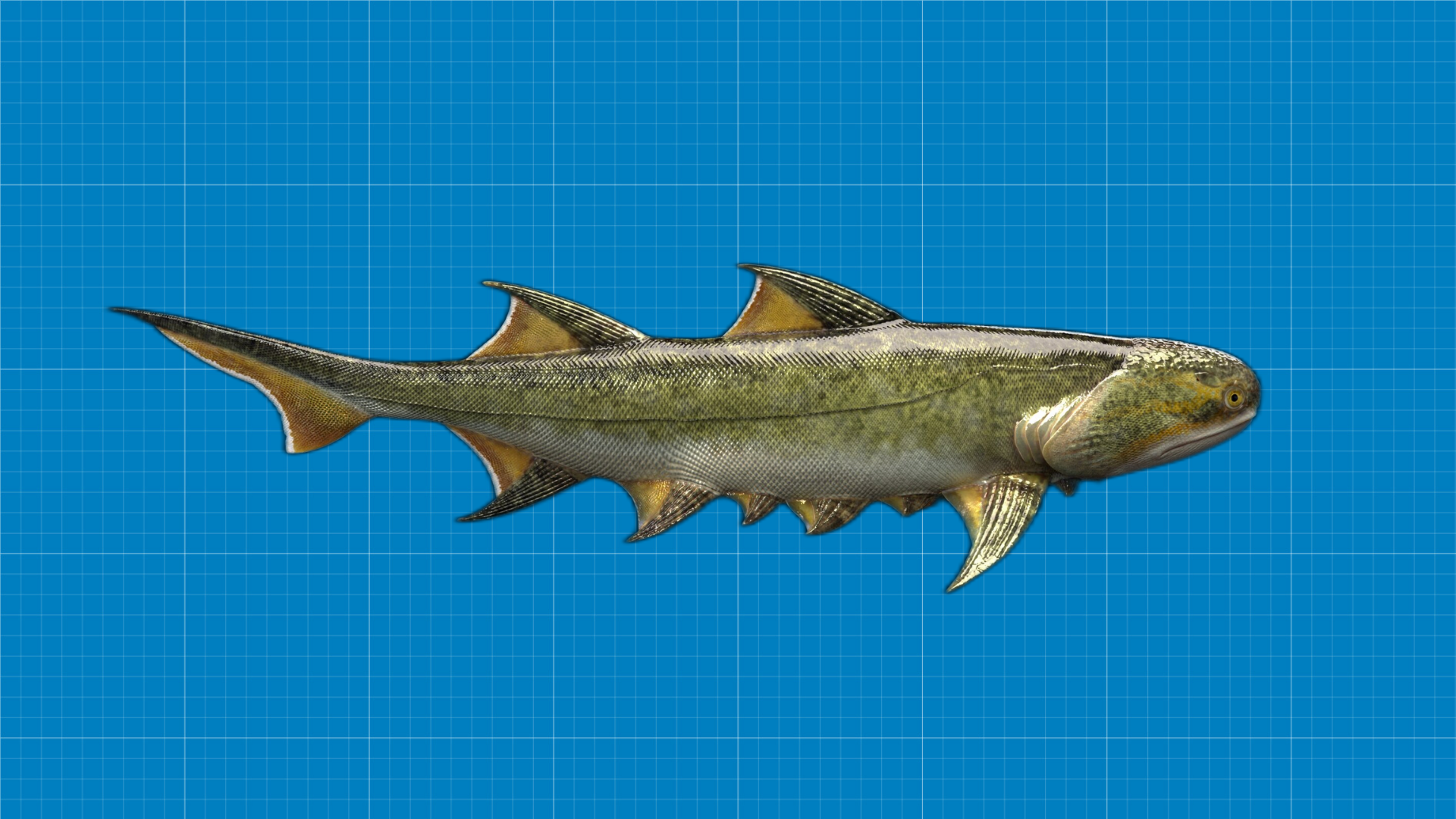 An ancient shark may be the human jaw ancestor - here's why