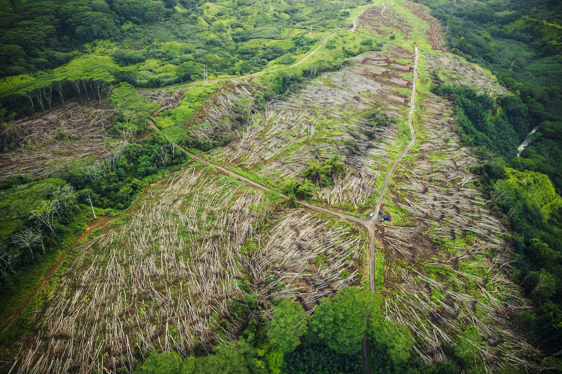 All you need to know about the sixth mass extinction event All you need to know about the sixth mass extinction event