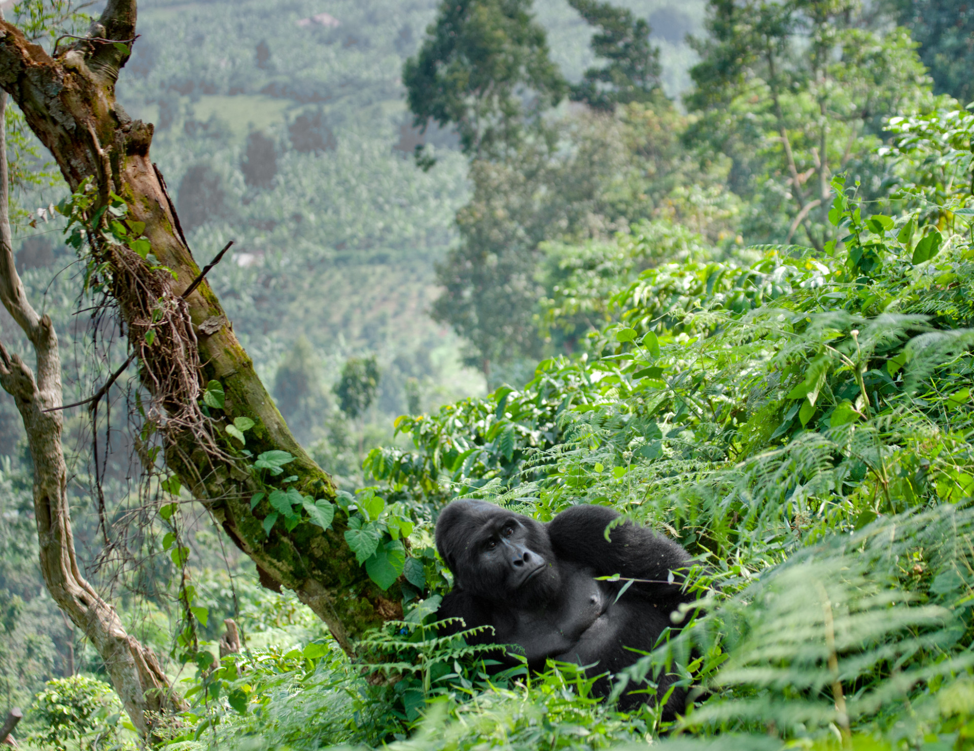 All you need to know about the sixth mass extinction event All you need to know about the sixth mass extinction event