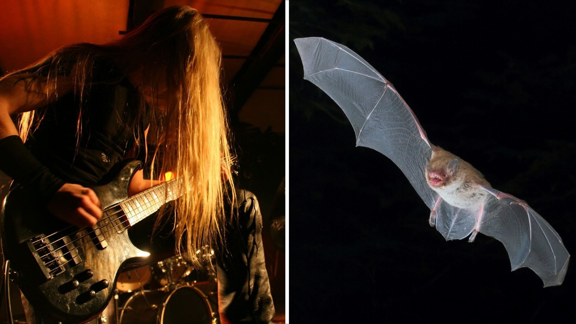 Bats growl like a metal singer to communicate with each other, study