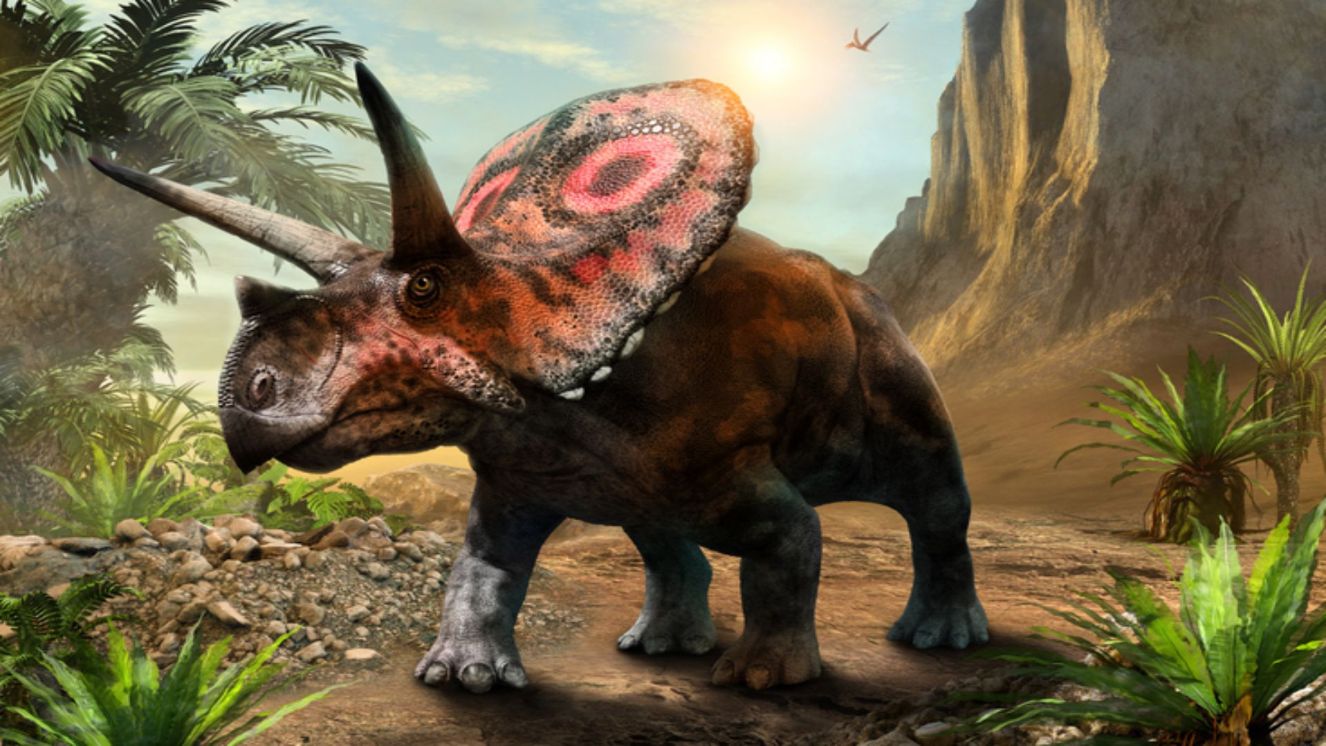 Triceratops Interesting Facts About The Three horned Dinosaur Triceratops Interesting Facts About The Three horned Dinosaur