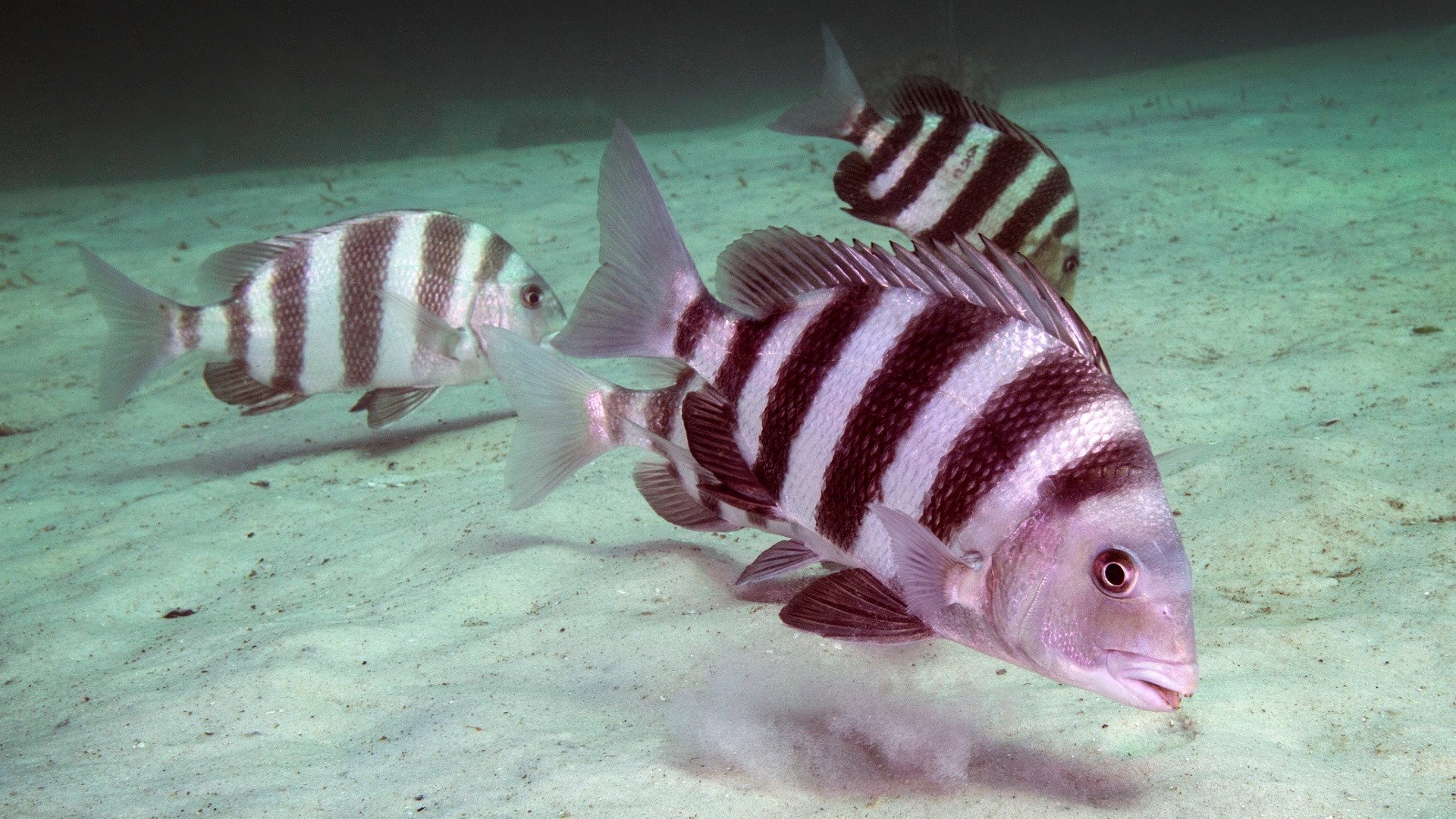Deep sea creatures: the amazing under-explored part of the world Deep sea creatures: the amazing under-explored part of the world