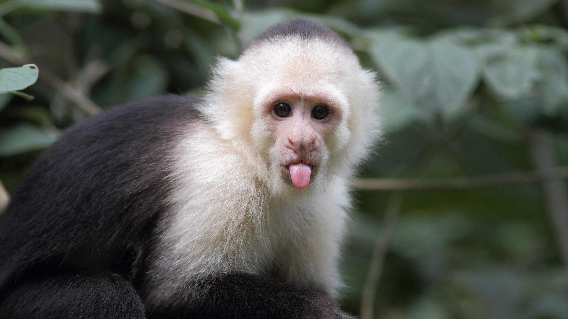 50,000-year-old stone tools were made by monkeys, not ancient humans, discover experts 50,000-year-old stone tools were made by monkeys, not ancient humans, discover experts