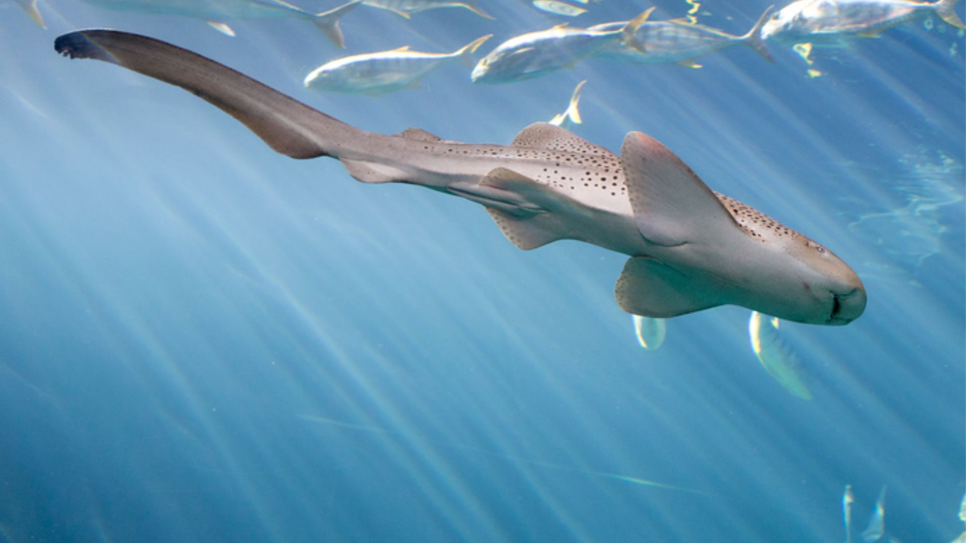 Virgin shark gives birth without a male, baffling researchers