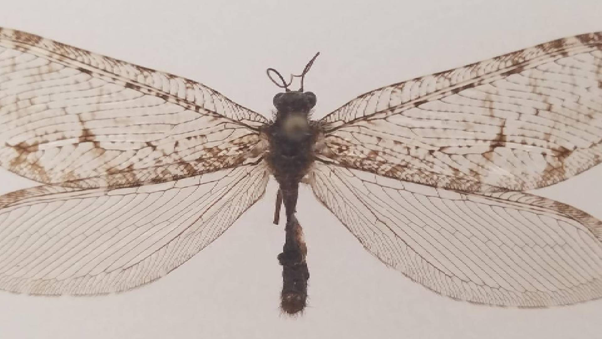 Jurasic Insect Mystery arises over ‘Jurassic-era’ insect discovered in Walmart