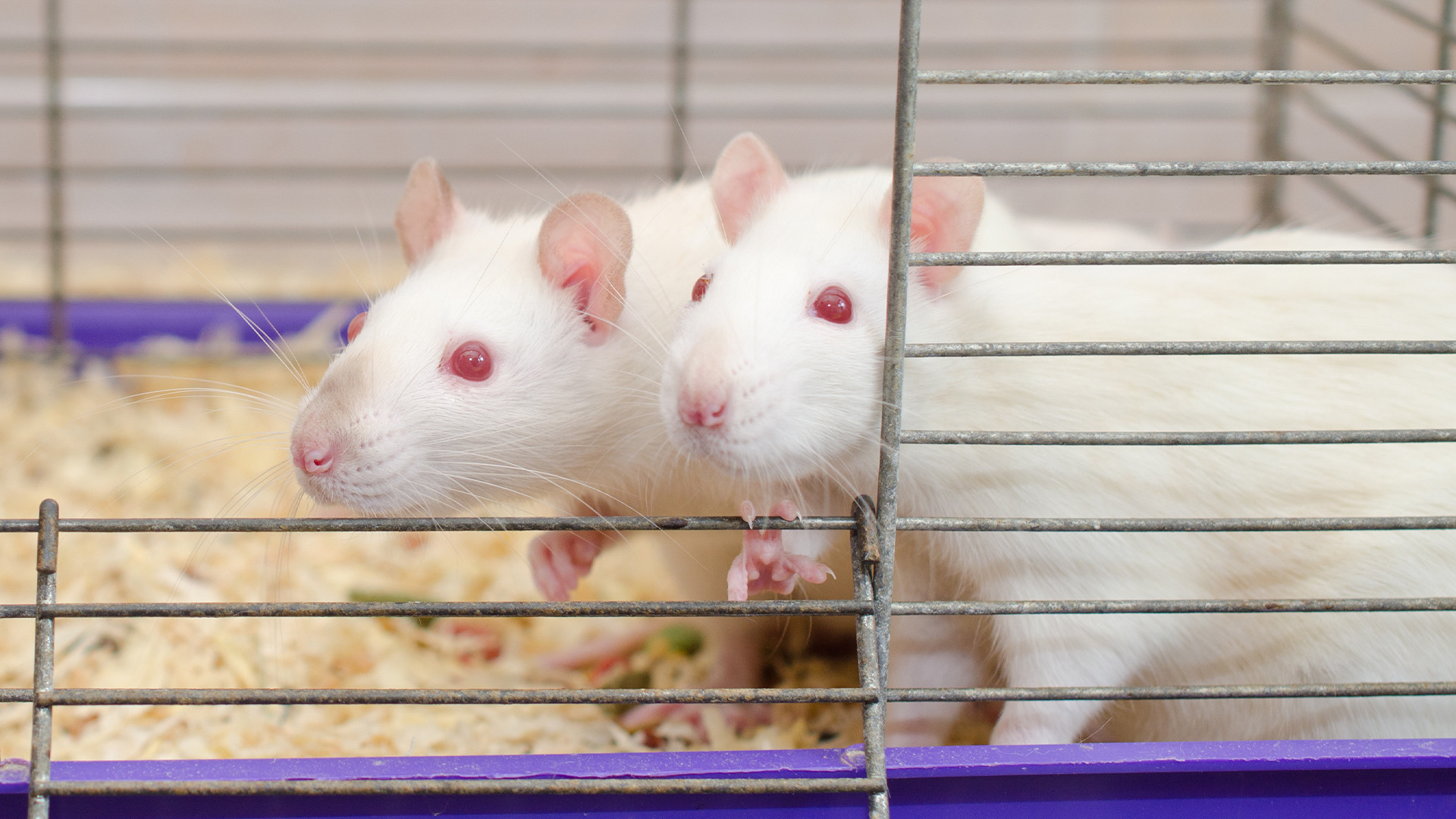 Scientists achieve the impossible by creating a baby from two male mice