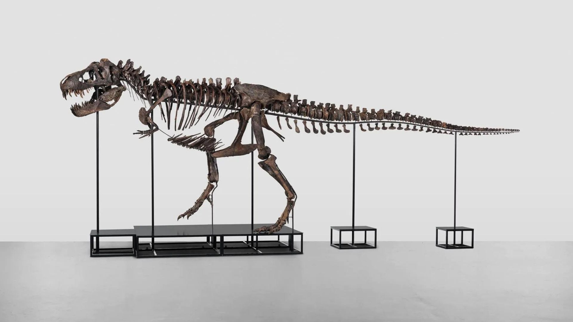 First T Rex Europe's first T-rex skeleton 'Trinity' sold for 5.55 million Swiss francs