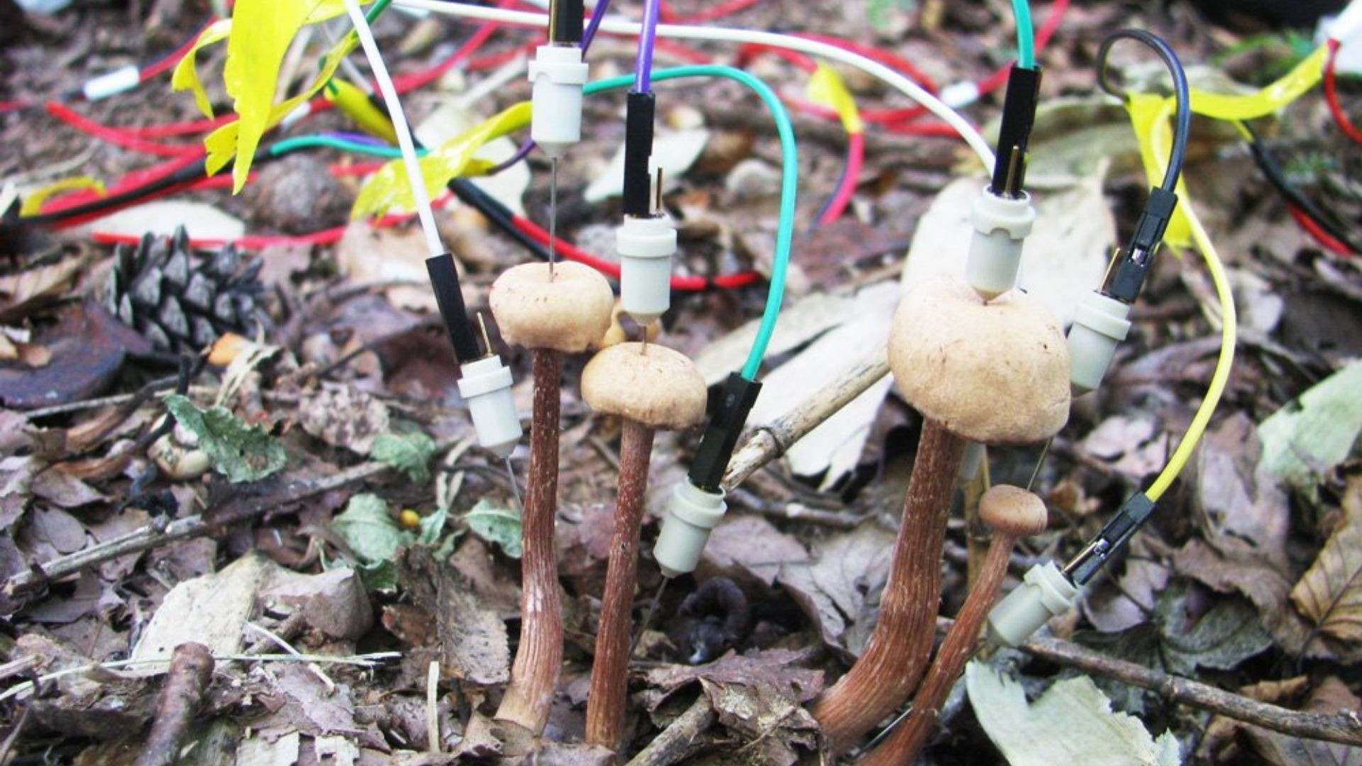 New study reveals how mushrooms increase electrical communication after
