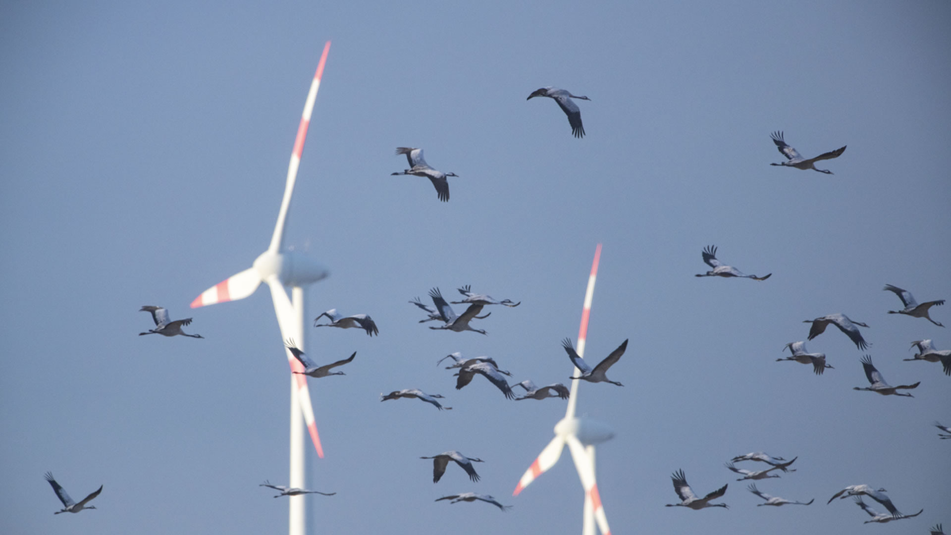 A 13year study shows wind turbines are more deadly for bats than birds
