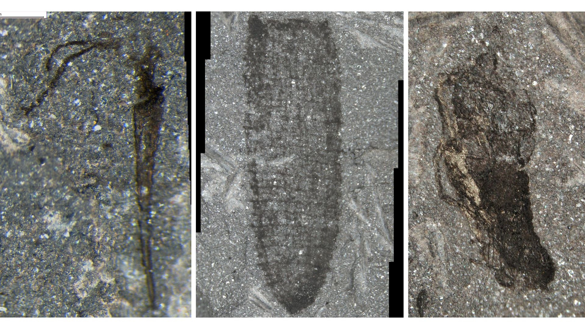 Earth's ancient 'sea'crets exposed, thanks to a geologist's 462 million-year-old find Earth's ancient 'sea'crets exposed, thanks to a geologist's 462 million-year-old find