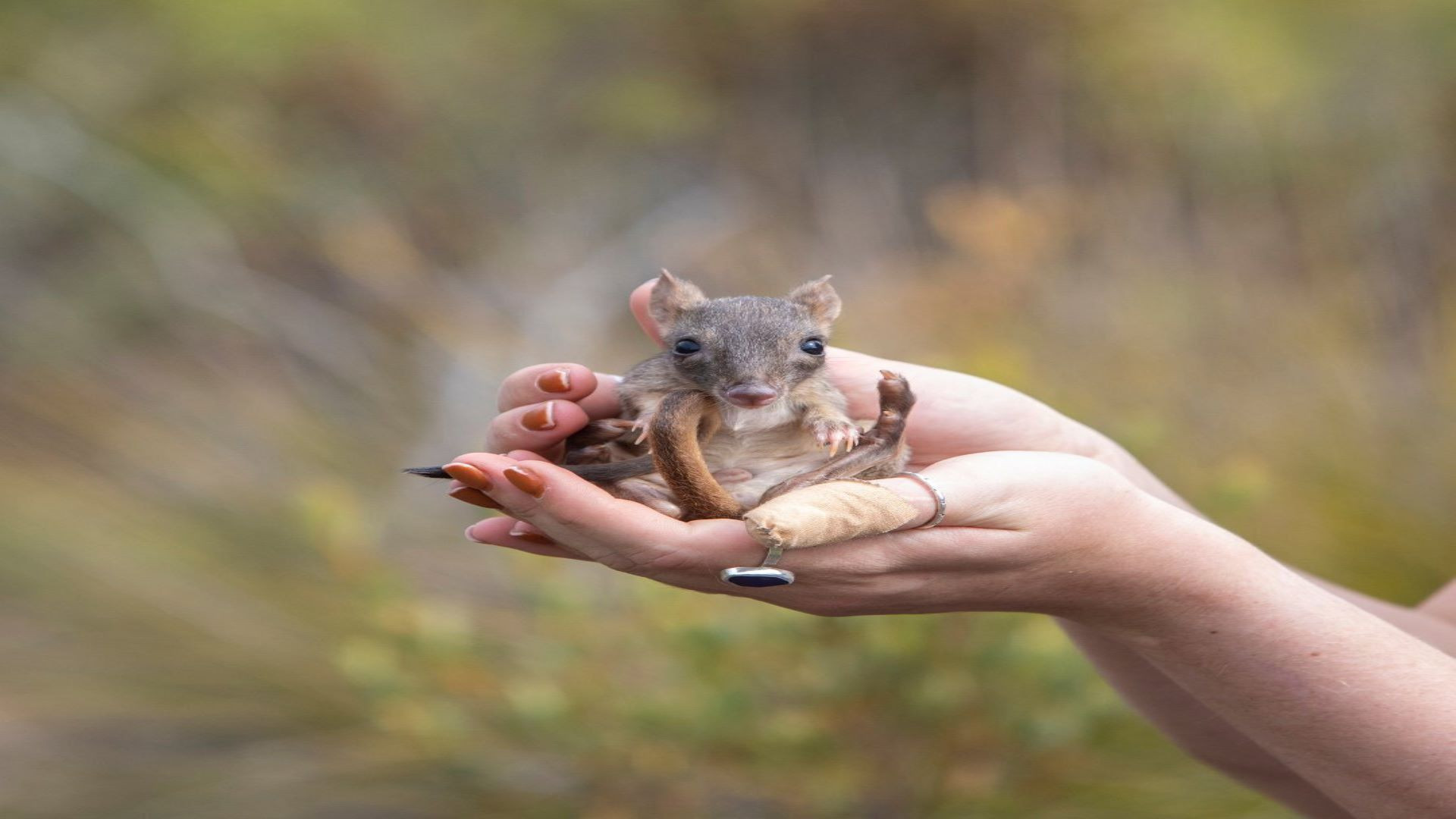 Marsupial marvels return BrushTailed bettongs make a comeback in