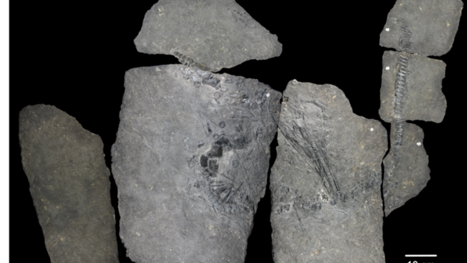 X-ray imaging reveals identity of 240-million-year-old marine reptile species X-ray imaging reveals identity of 240-million-year-old marine reptile species