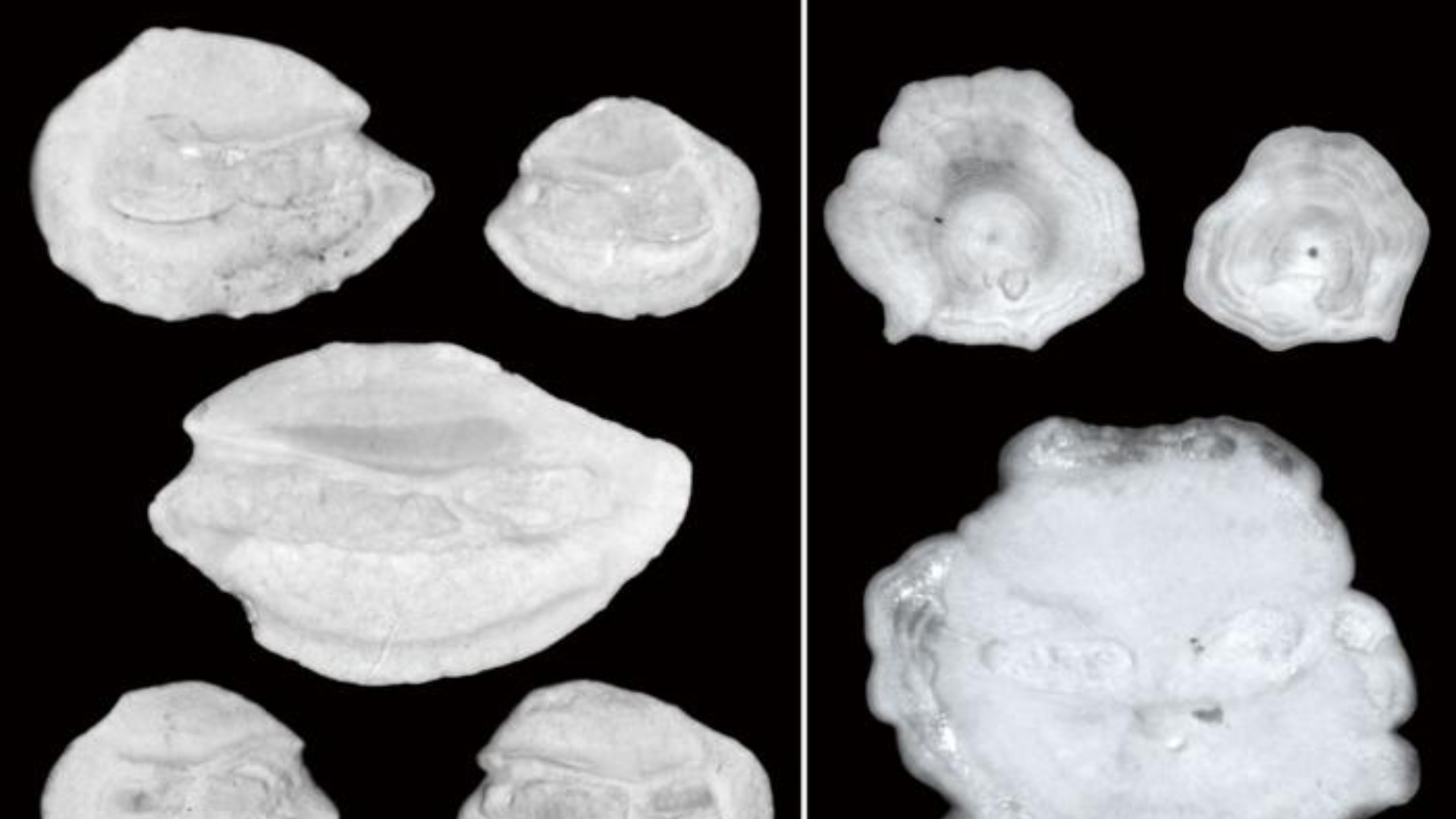 460,000-year fossils suggest twilight zone fish were sensitive to a