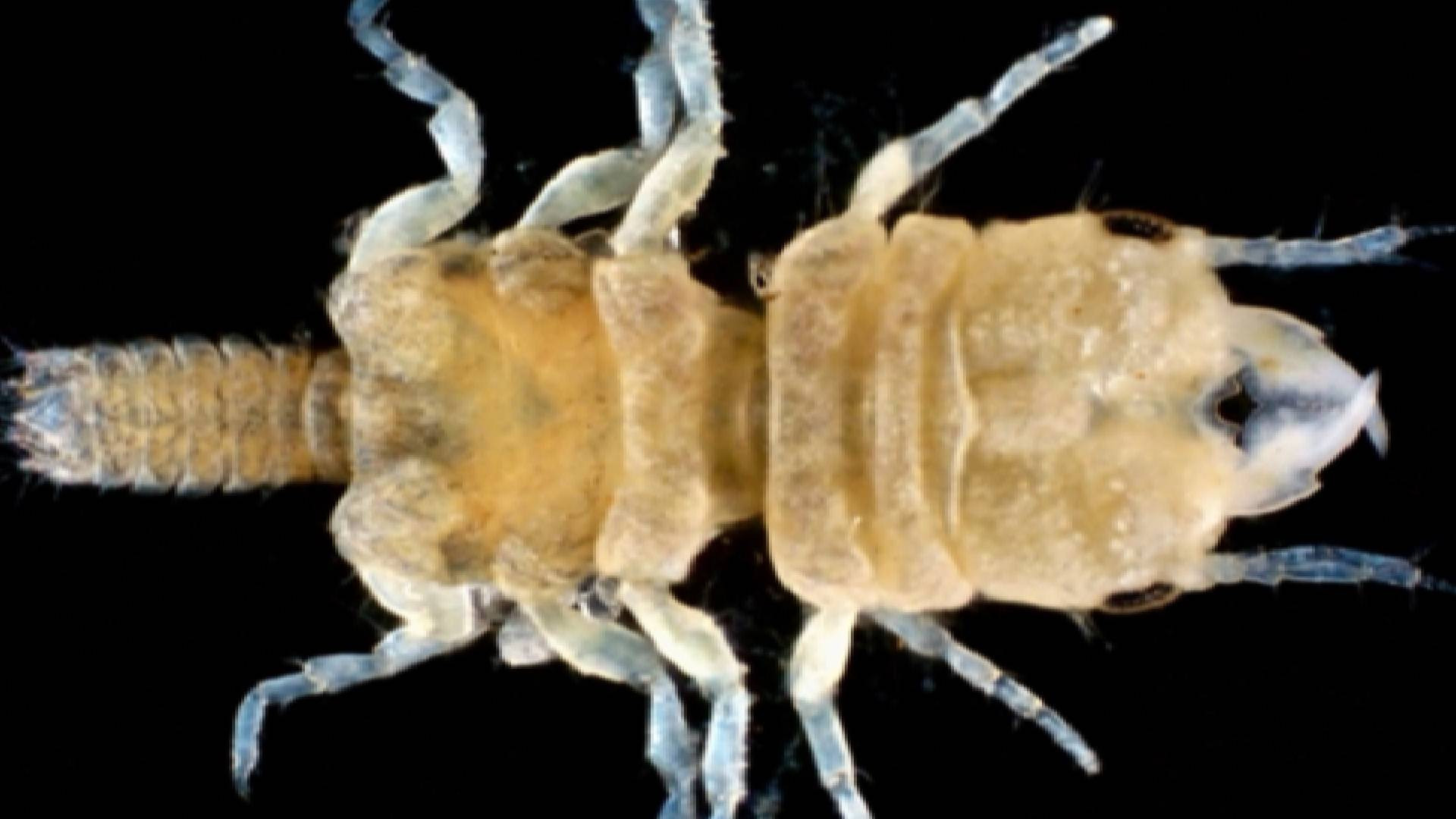 Scientists discover rare parasitic isopod species that feeds on fish