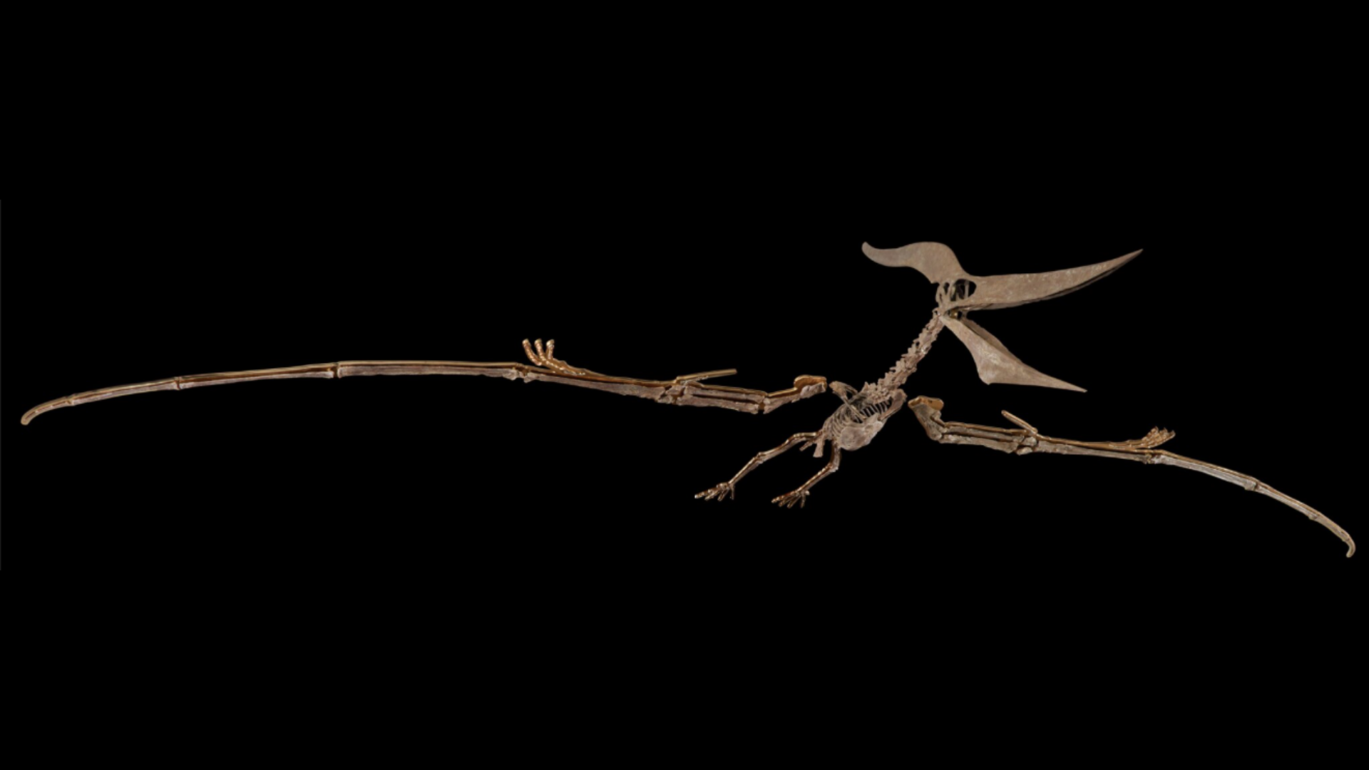 85millionyearold Pteranodon dinosaur fossil sold for 3.9 million at