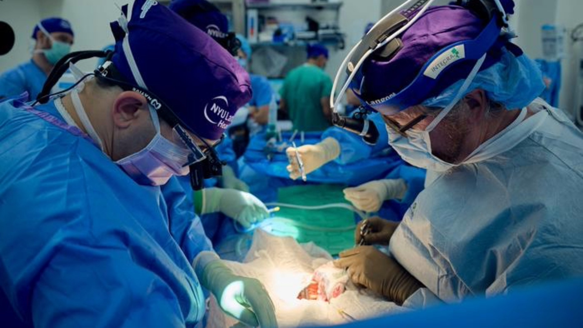 Gene-edited pig kidney works for 32 days in brain-dead man Gene-edited pig kidney works for 32 days in brain-dead man