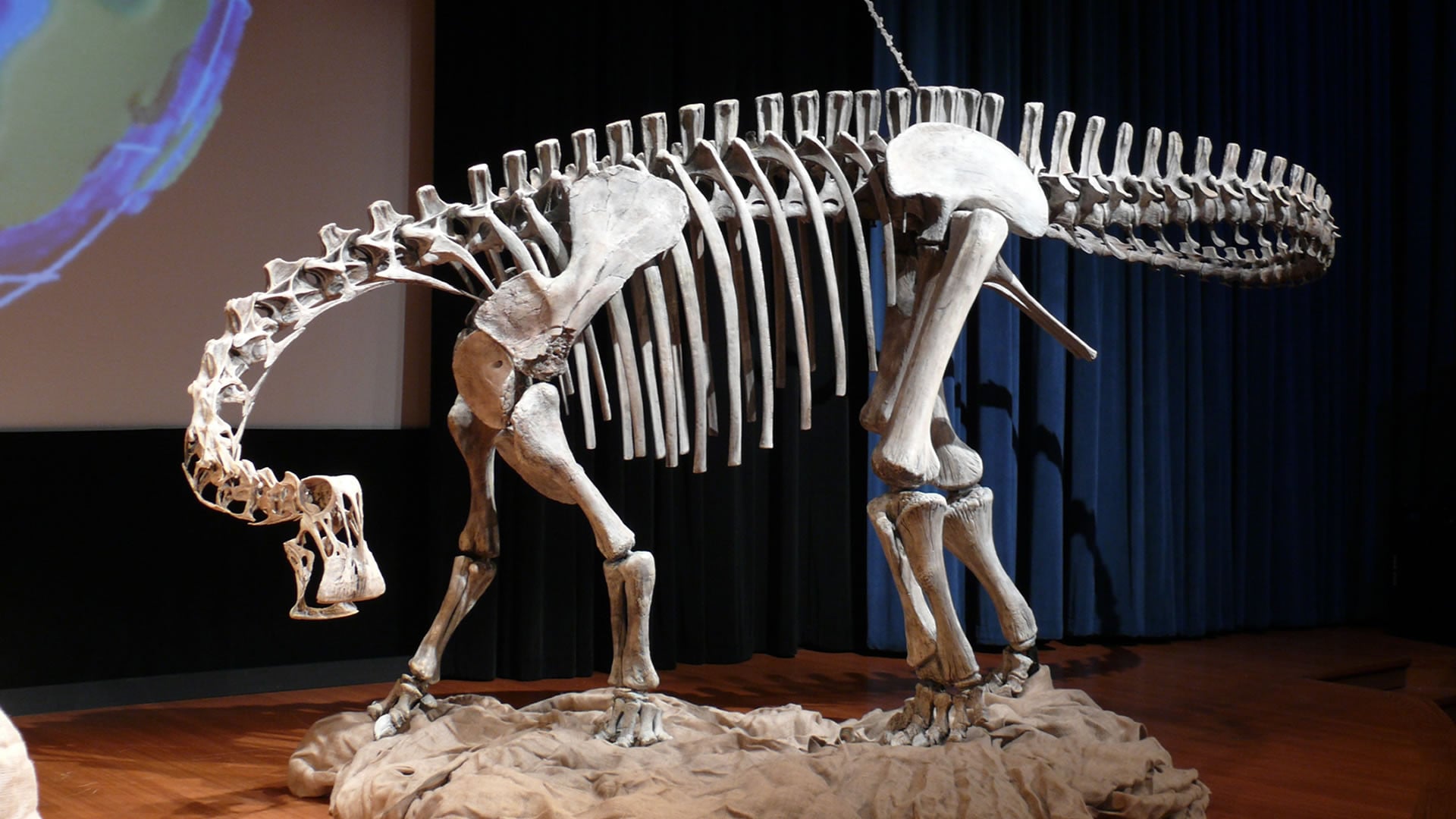 11 facts about Nigersaurus The dinosaur with 500 teeth Interesting