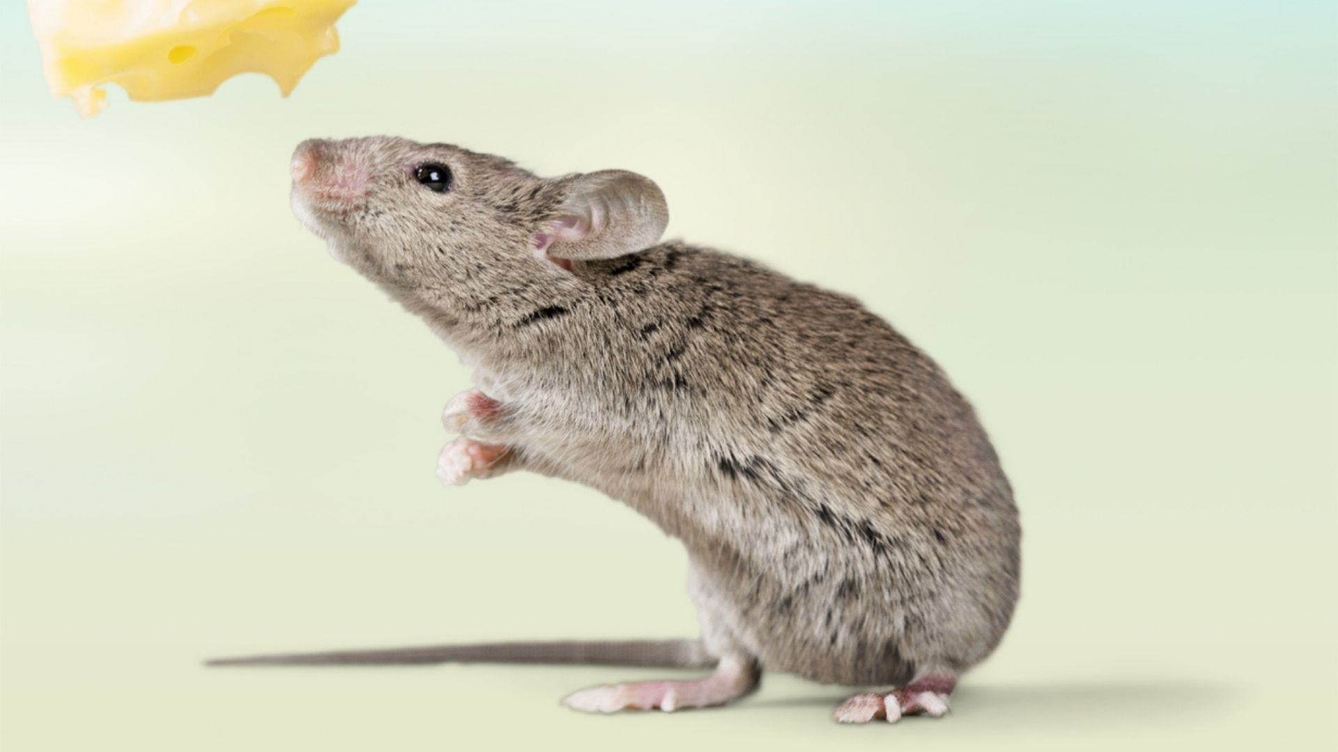 RNA uncovers mechanism tailoring sensory cells to detect odors in mice