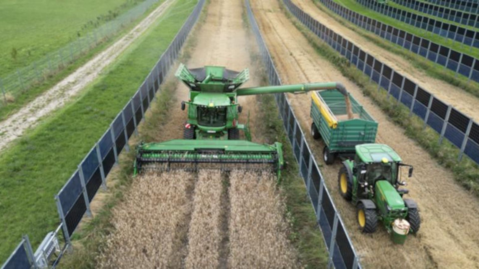 Solar panels shade carrots, beetroot, saffron in a US farm experiment