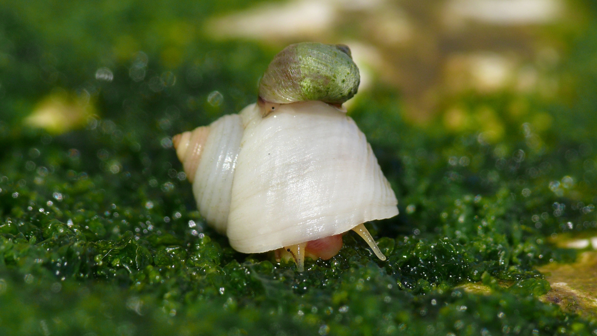 How marine snails switched from laying eggs to live births