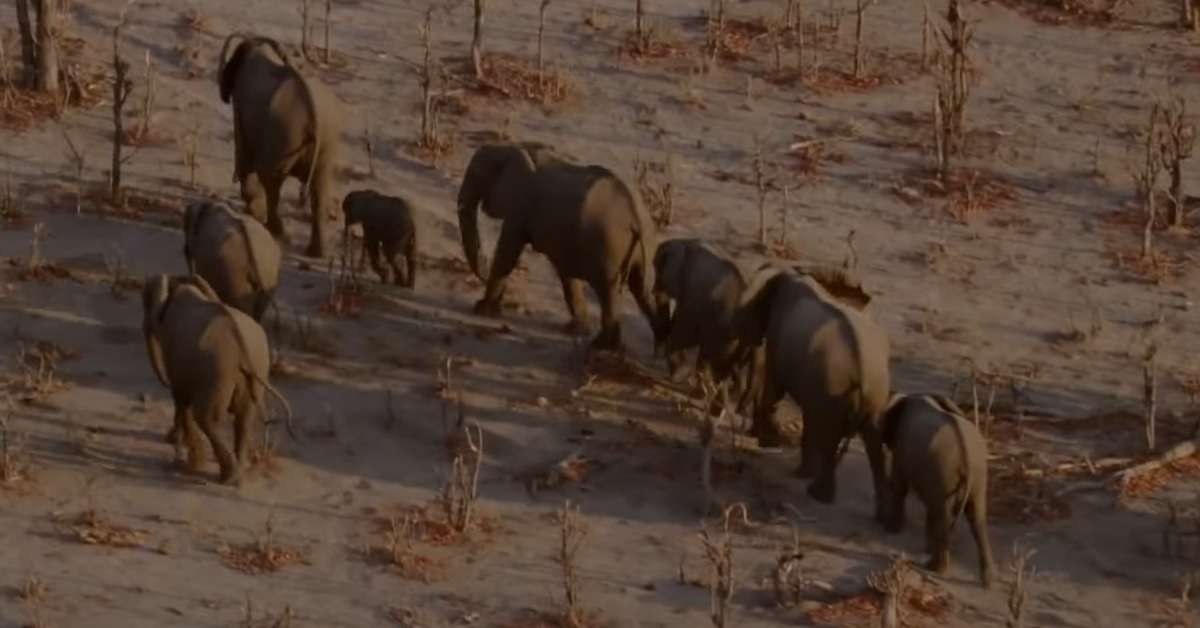 Drones-And-Endangered-Species Drones and Endangered Species