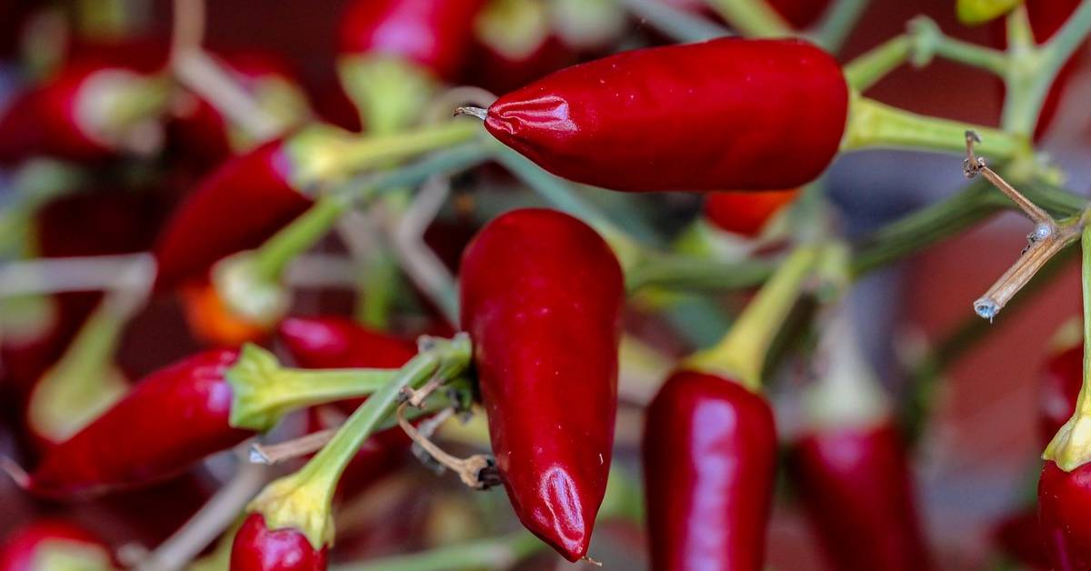 Chili Peppers May Help Fight Lung Cancer