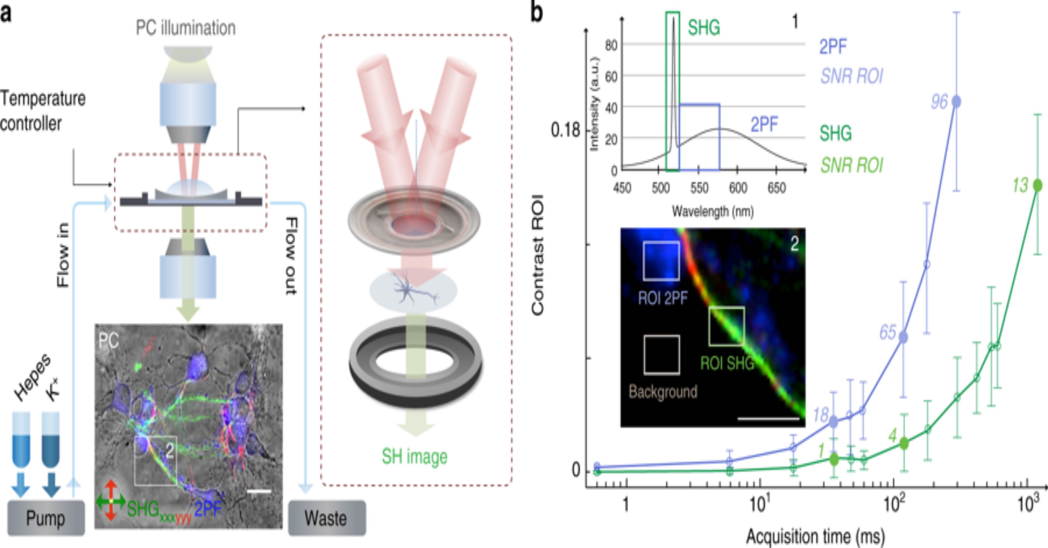 New Study Provides Insight Into Neuron Communication Patterns New Study Provides Insight Into Neuron Communication Patterns