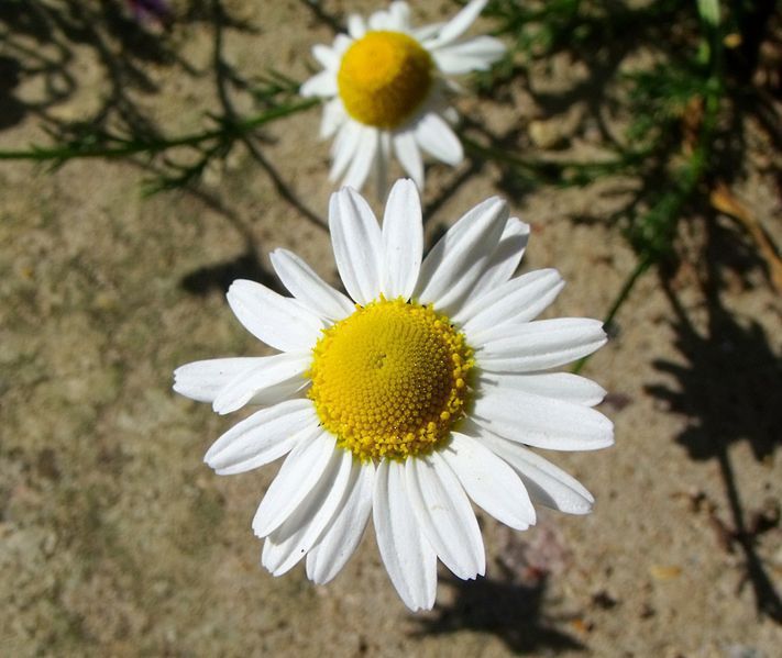 home remedies Chamomile