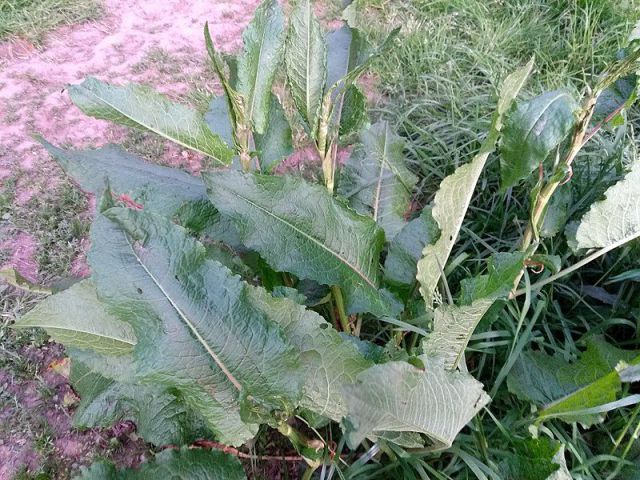 home remedies Dock leaves