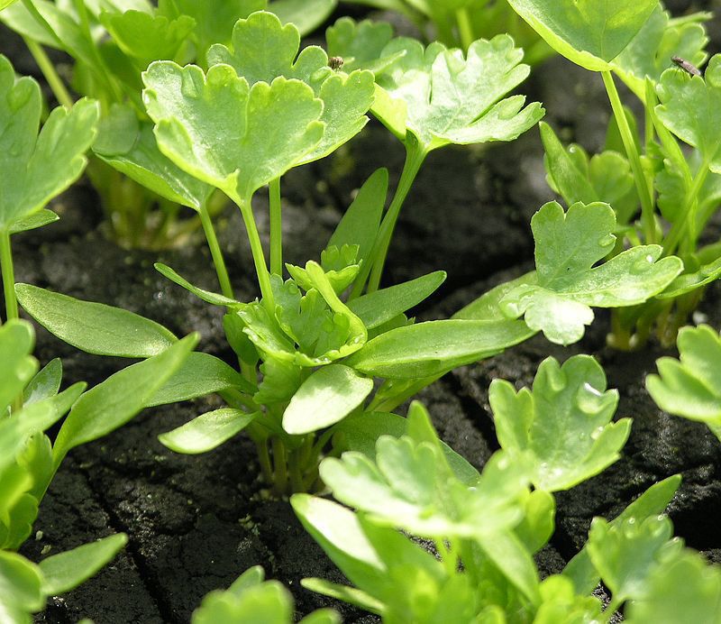 home remedies Parsley