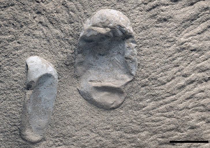 Over 200 Incredibly Well-Preserved Pterosaur Eggs Unearthed in China Over 200 Incredibly Well-Preserved Pterosaur Eggs Unearthed in China