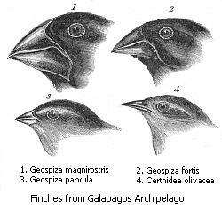 Darwin's finches