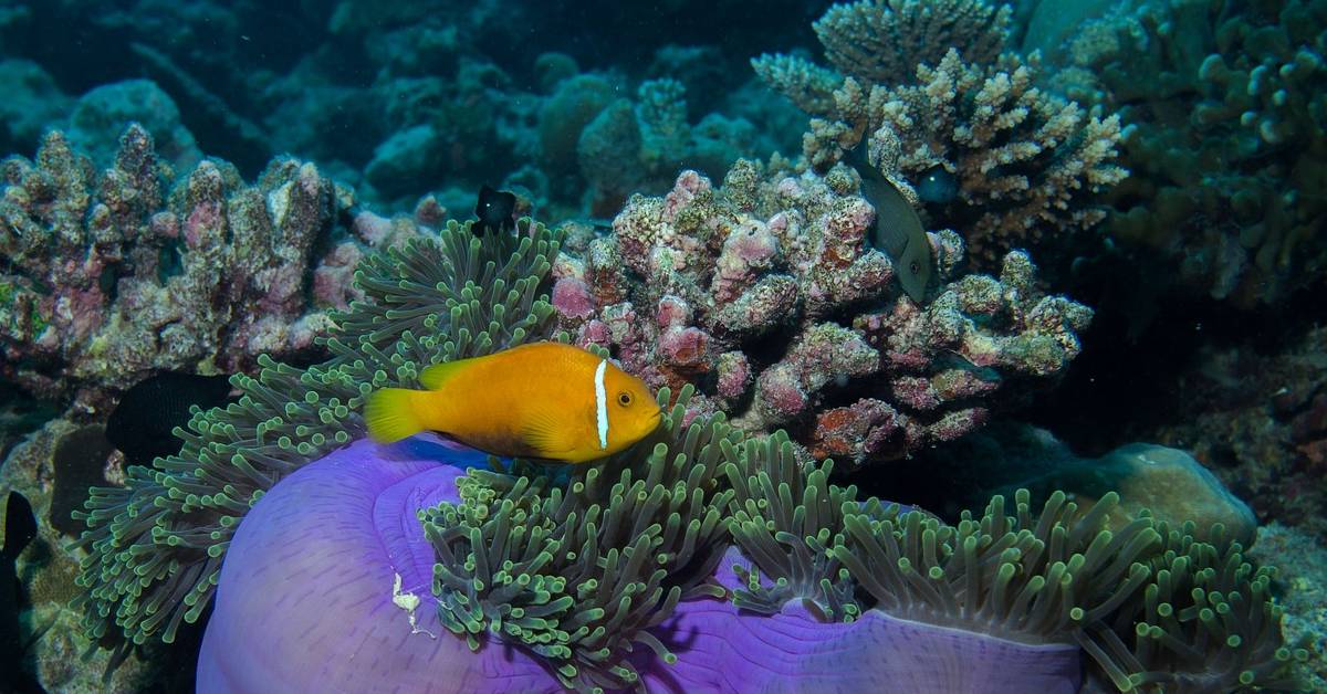 coral reef bleaching
