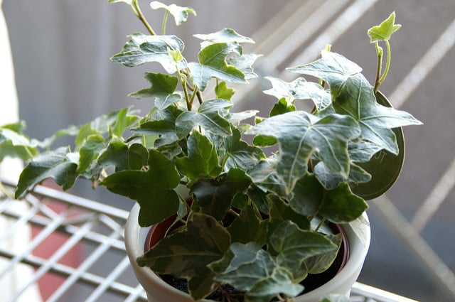 11 Easy Tips to Improve the Indoor Air Quality in Your Home