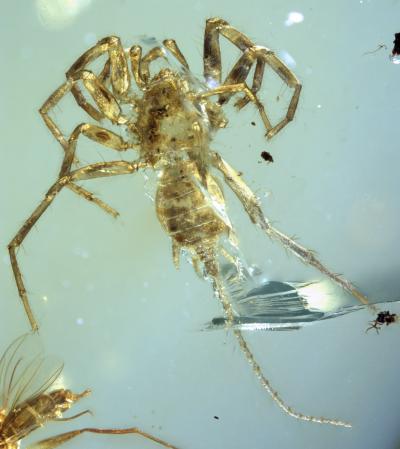 Researchers Discover 100-Million-Year-Old Spider with Tail 'Frozen' in Amber Researchers Discover 100-Million-Year-Old Spider with Tail 'Frozen' in Amber