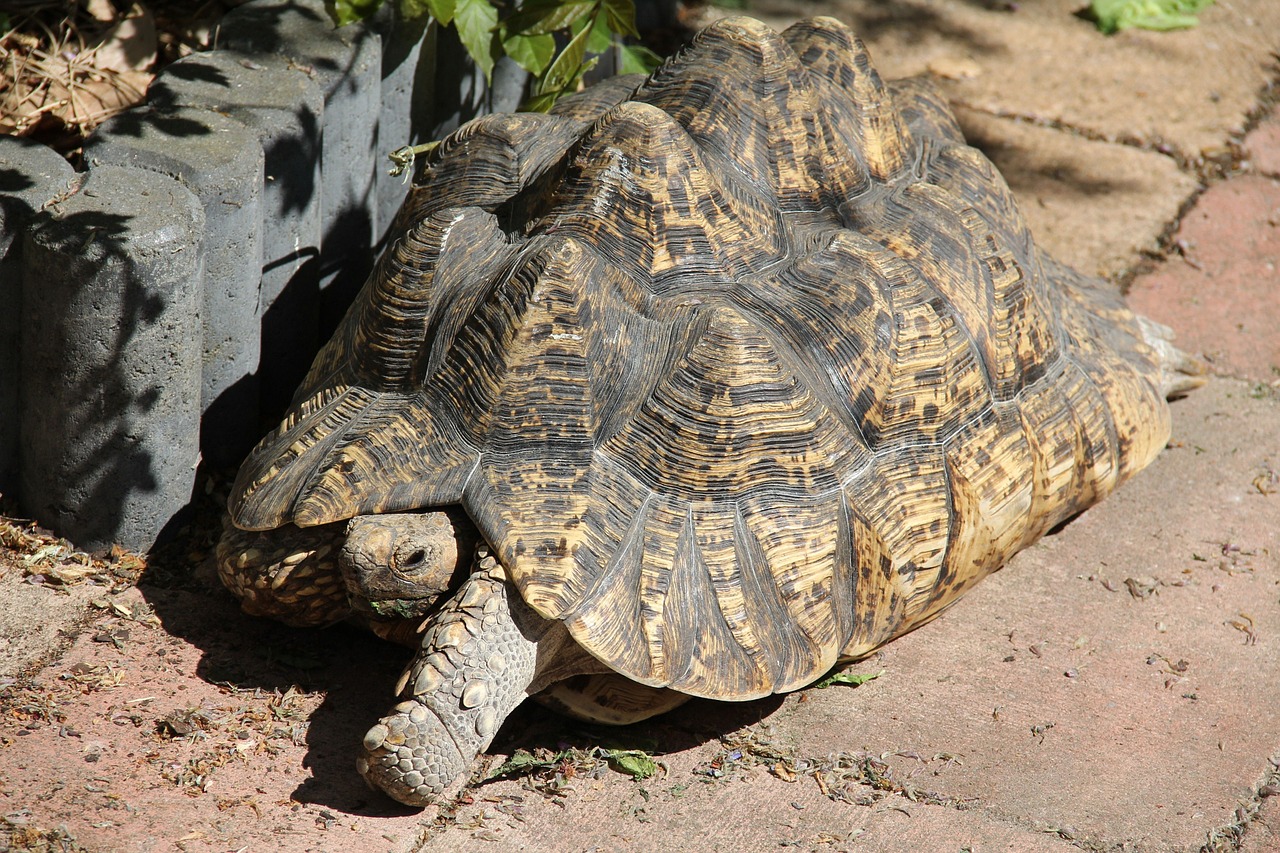 Radical Insulin Delivery Pill Inspired by Tortoise Shell Radical Insulin Delivery Pill Inspired by Tortoise Shell