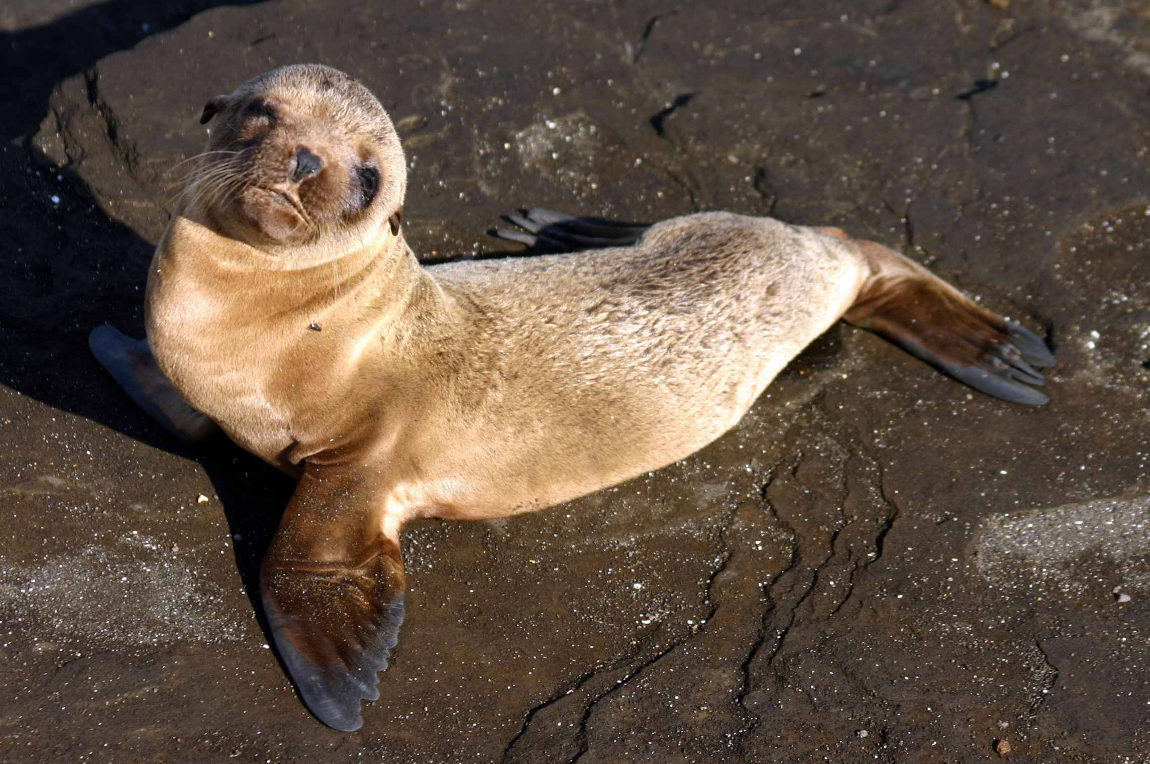 Galapagos baby sea lion