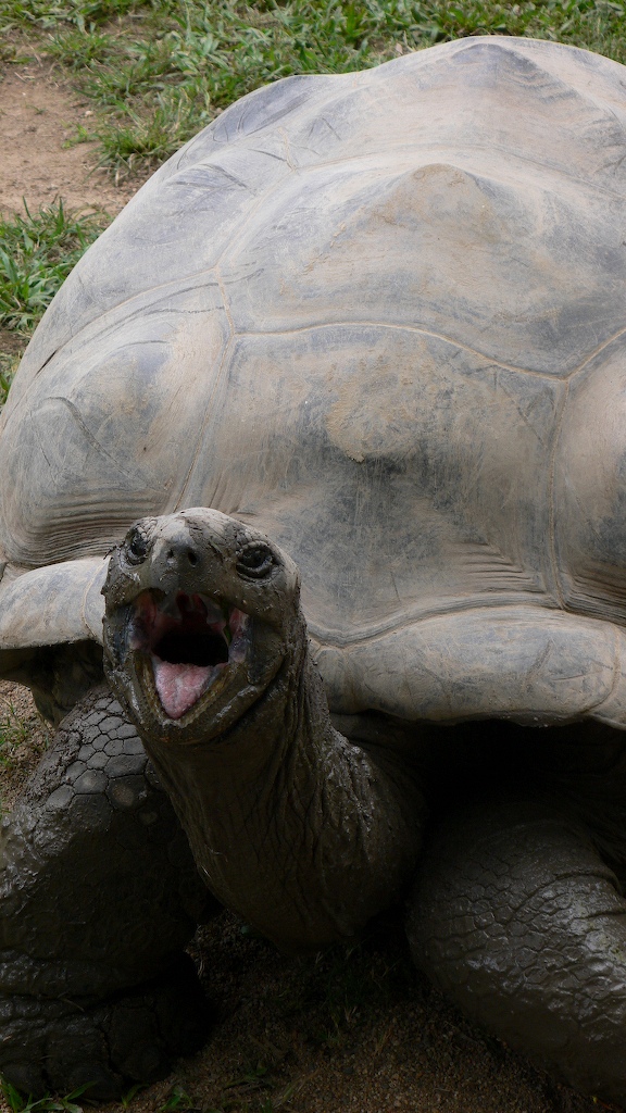 Darwin's Giant tortoise Harriet