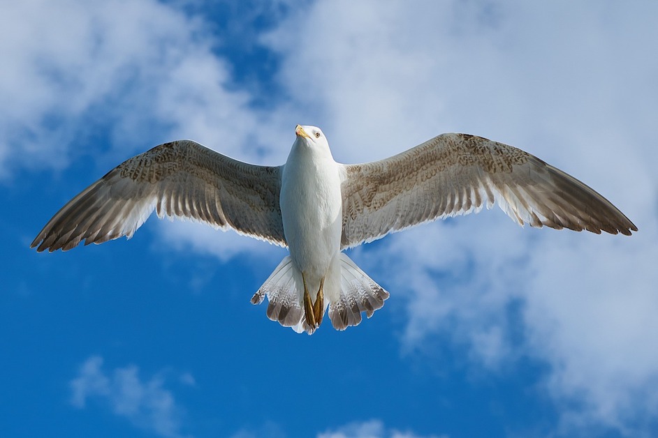 Biomimicry Gull Birds Could Help Inspire Better Airplane Design
