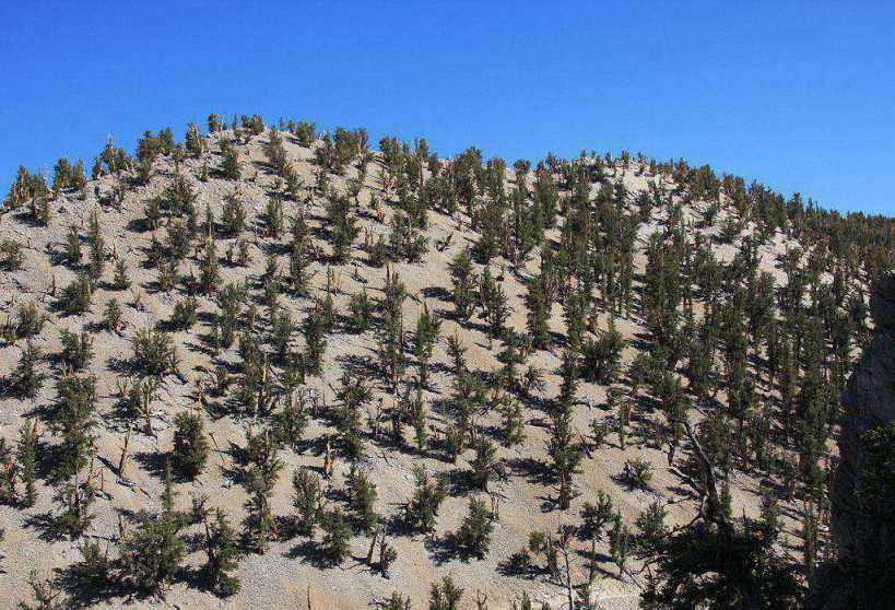 The Oldest Trees great basin