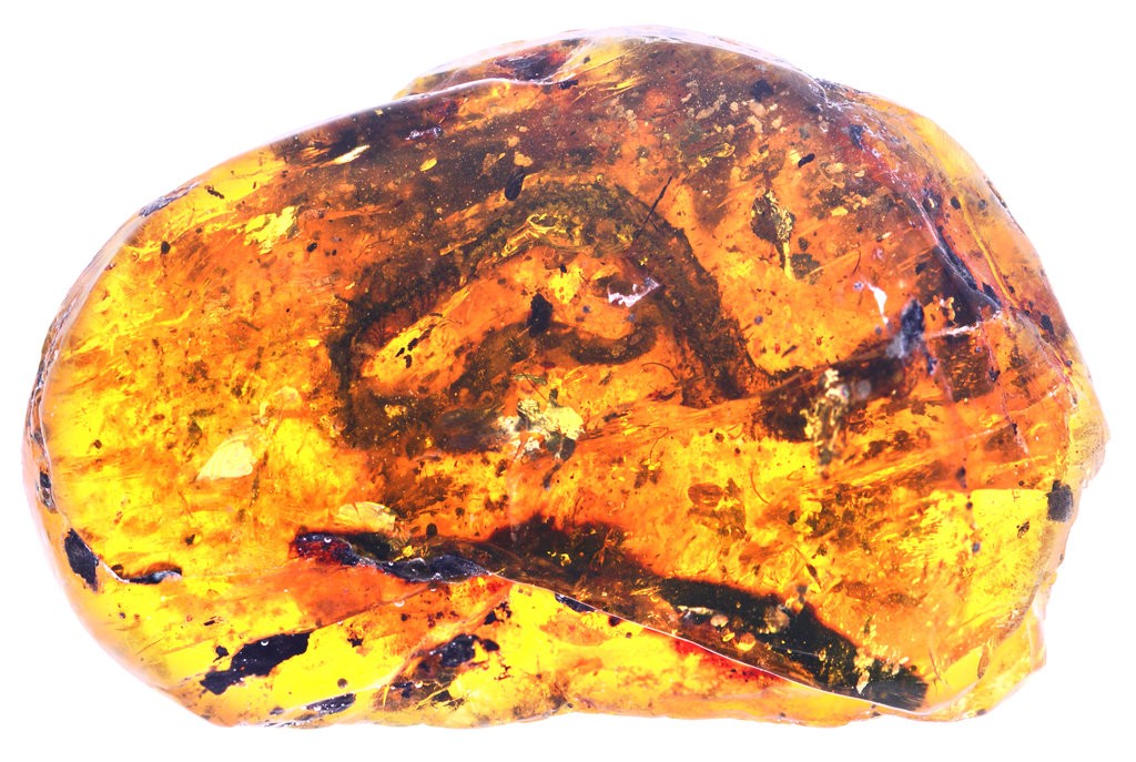 World's First Known Ancient Baby Snake Fossil Discovered Preserved in Amber World's First Known Ancient Baby Snake Fossil Discovered Preserved in Amber