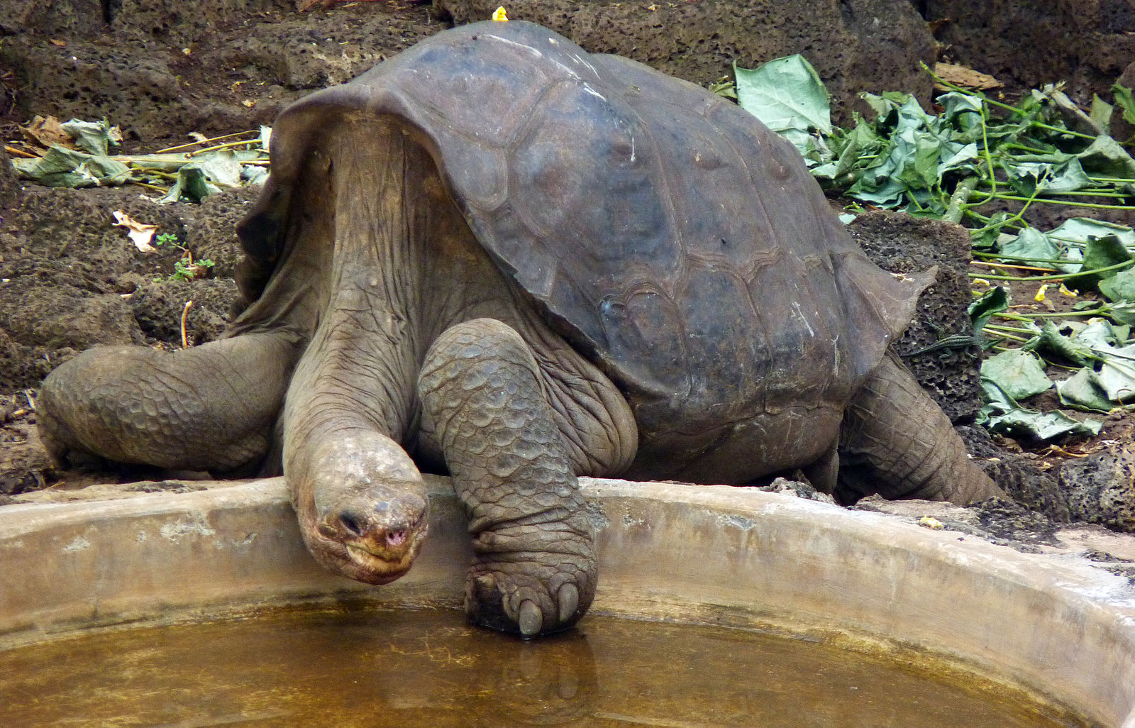 lonesome George