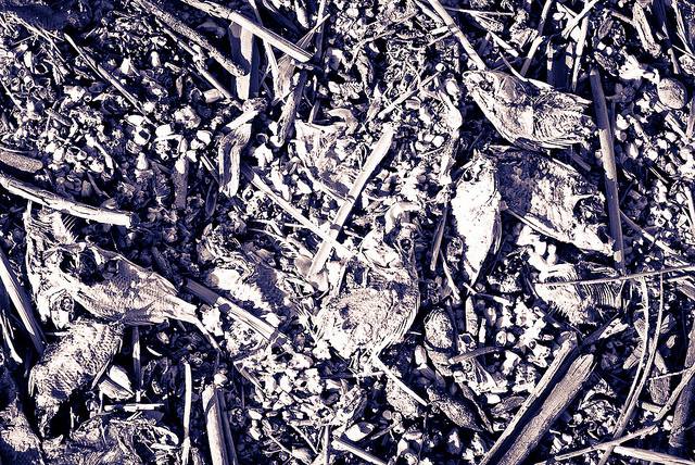 Salton Sea dead fish