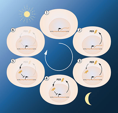 Nobel Prize in Medicine Awarded for the Discovery of How Our Cells Track Time Nobel Prize in Medicine Awarded for the Discovery of How Our Cells Track Time