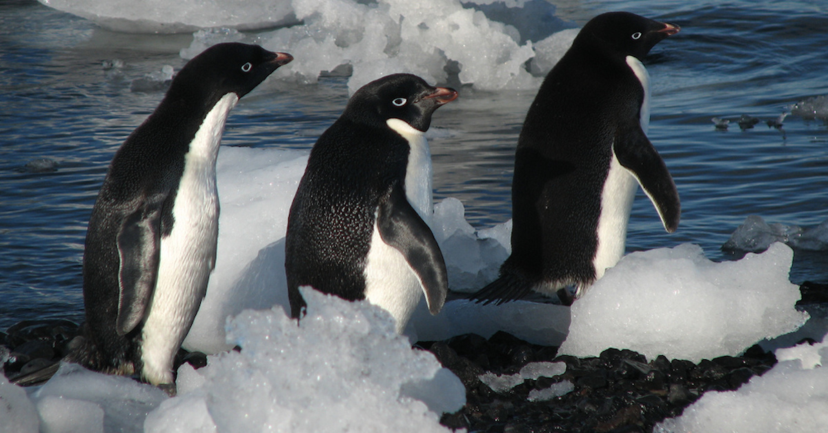myths about Antarctica penguins only