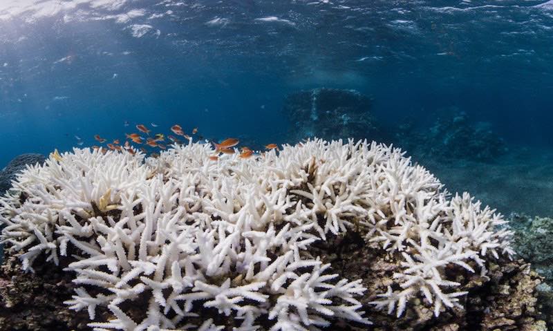bleached coral