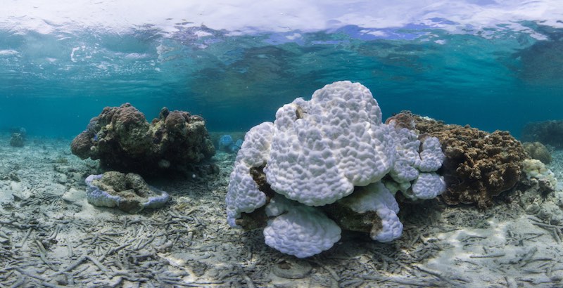 Genetically Engineered Corals Could Help Save the Coral Reefs Genetically Engineered Corals Could Help Save the Coral Reefs