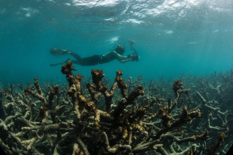 Genetically Engineered Corals Could Help Save the Coral Reefs Genetically Engineered Corals Could Help Save the Coral Reefs